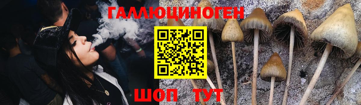 Псилоцибиновые грибы Psilocybe  Галлюциногенные грибы прущие грибы  Вход с VPN  Лабинск 